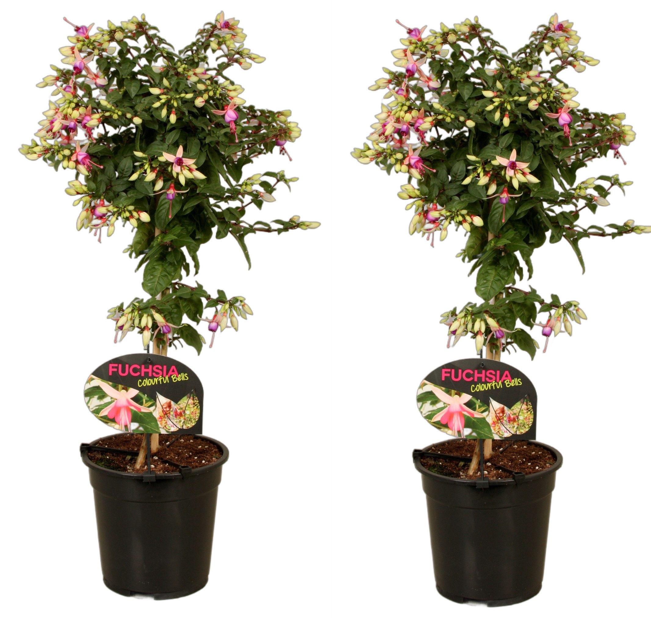 meinvipshop Topfpflanze Fuchsia Mix 2er Set 75cm