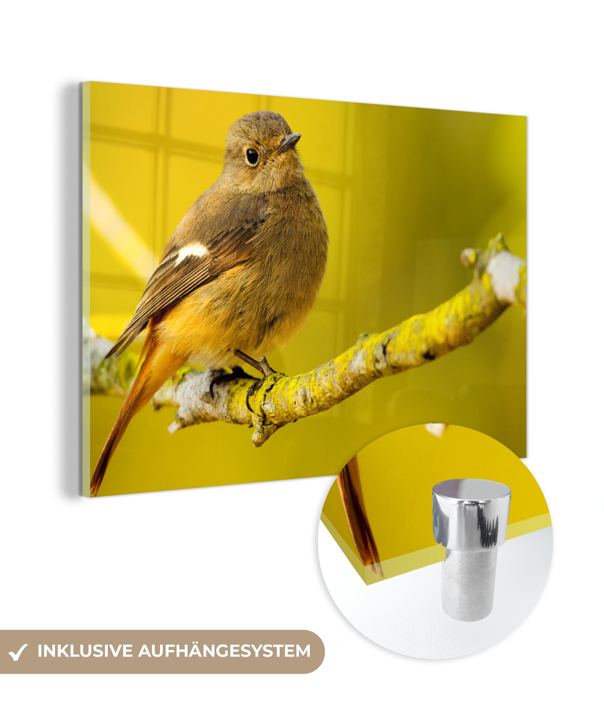 MuchoWow Acrylglasbild Tiere - Vogel - Zweig, (1 St), Acrylglasbilder Wohnzimmer & Schlafzimmer