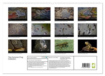 CALVENDO Wandkalender The Common Frog Collection (Premium-Calendar 2023 DIN A2 Landscape)