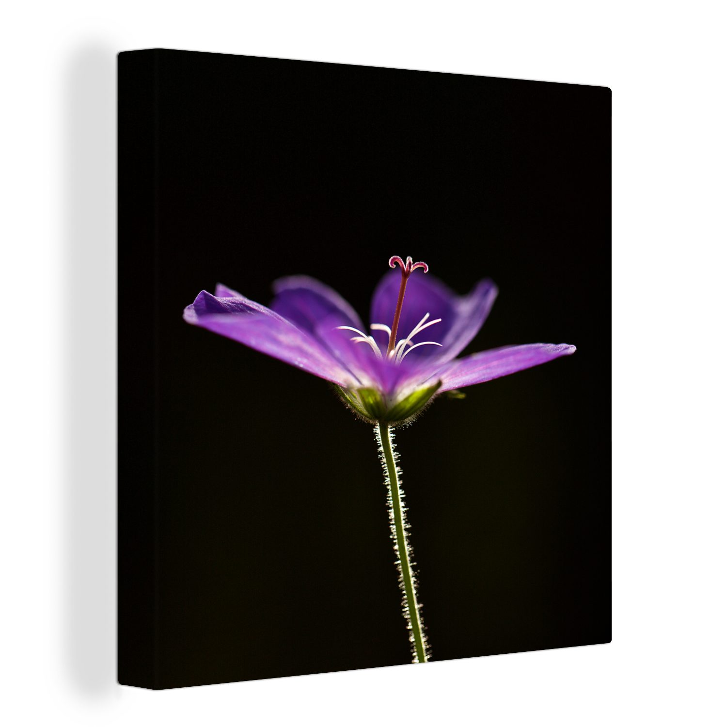OneMillionCanvasses® Leinwandbild Eine lila Geranie auf schwarzem Hintergrund, (1 St), Leinwand Bilder für Wohnzimmer Schlafzimmer bunt | Leinwandbilder