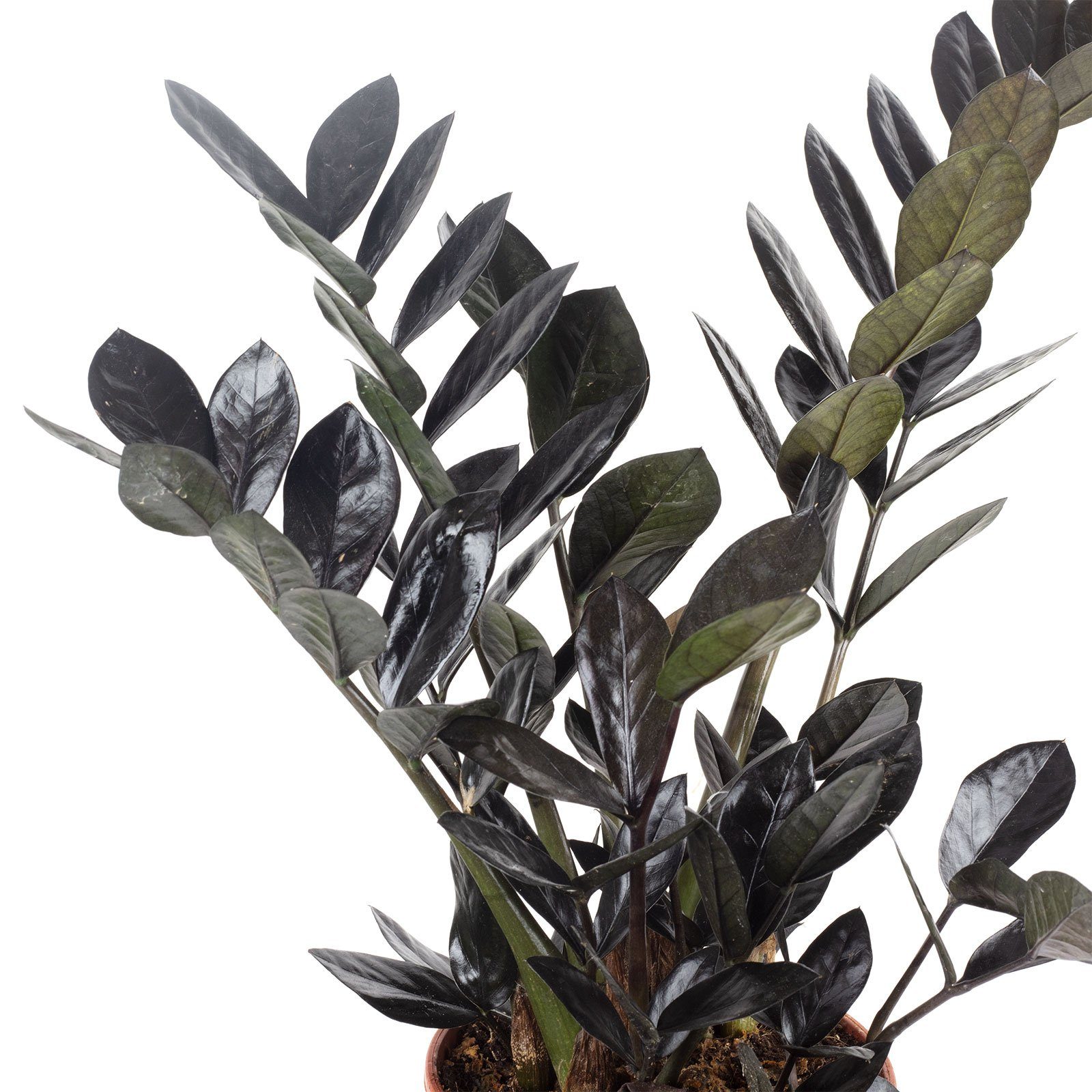 Flowerbox Zimmerpflanze Glücksfeder "Raven" 4+ - schwarze Zamioculcas zamiifolia, - Höhe ca. 35 cm, Topf-Ø 14 cm
