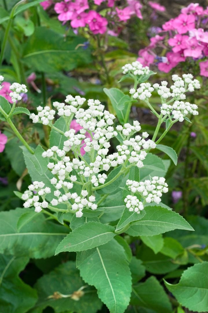 Pflanzen für Dich Staude Parthenium integrifolium, 1 St., Wildes Pastinak, Präriemöhre