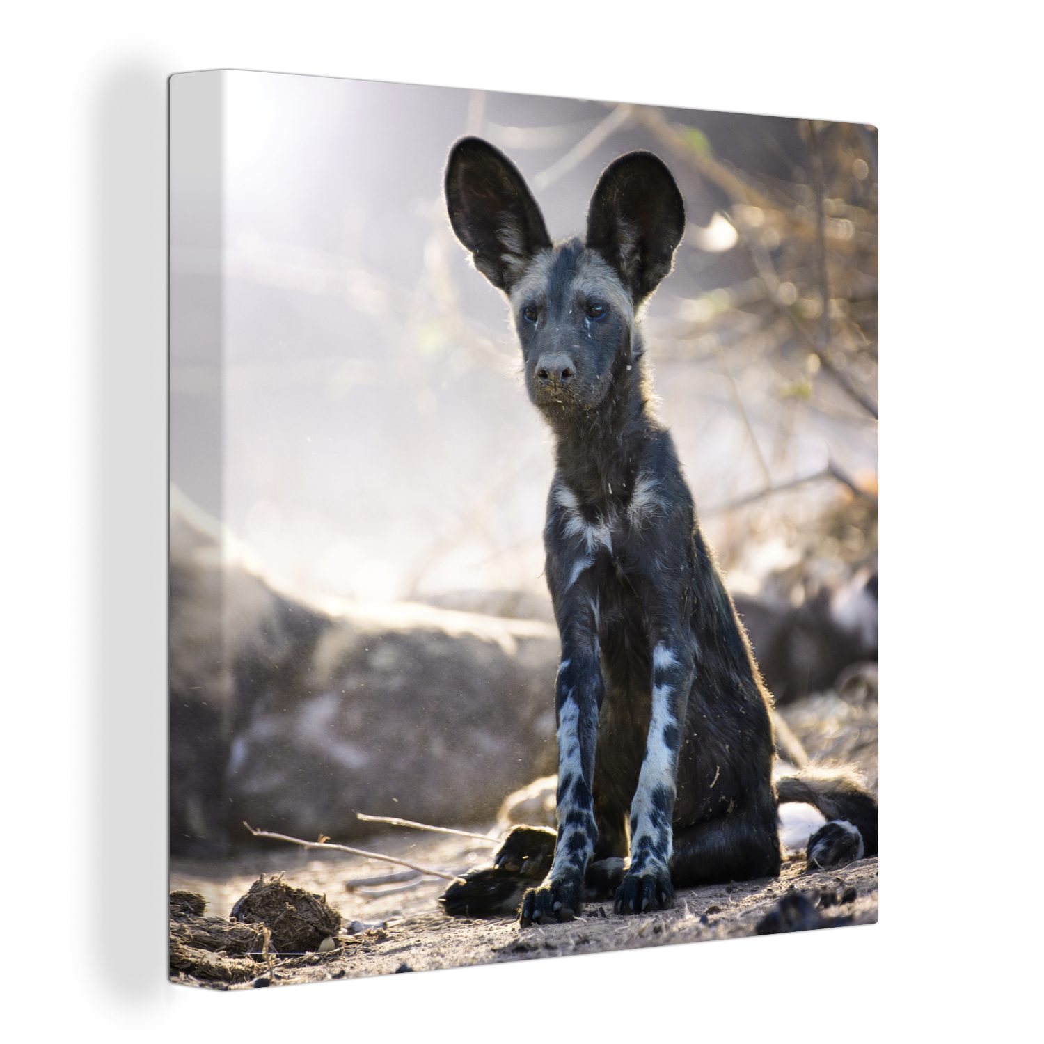 OneMillionCanvasses® Leinwandbild Sitzender Afrikanischer Wildhund, (1 St), Leinwand Bilder für Wohnzimmer Schlafzimmer