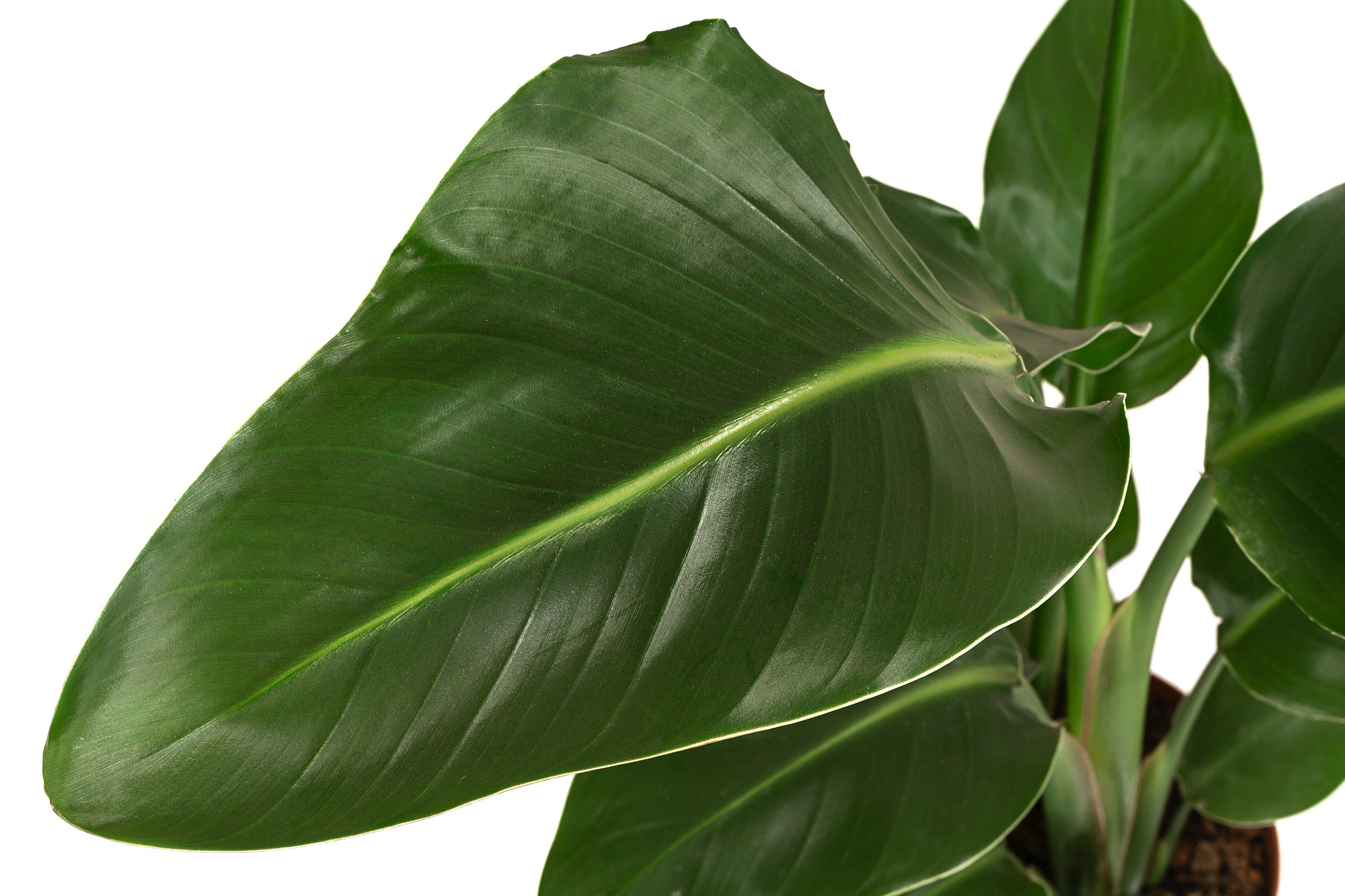 Dehner Kübelpflanzen Baumstrelitzie, Strelitzia nicolai, tropische Pflanze, versch. Größen, imposante, wärmeliebende Grünpflanze mit niedrigem Wasserbedarf