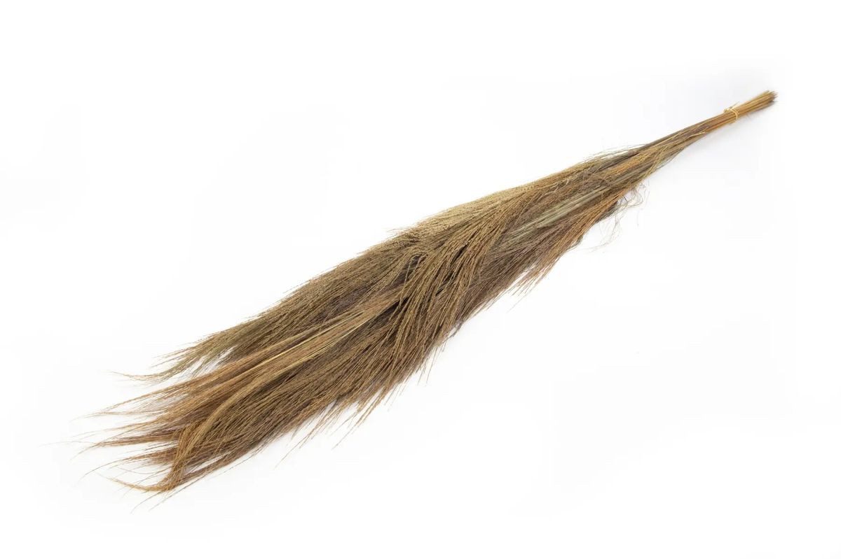 Trockenblume Besen Gras Bündel ca. 100-120cm Thysanolaena maxima, NaDeco