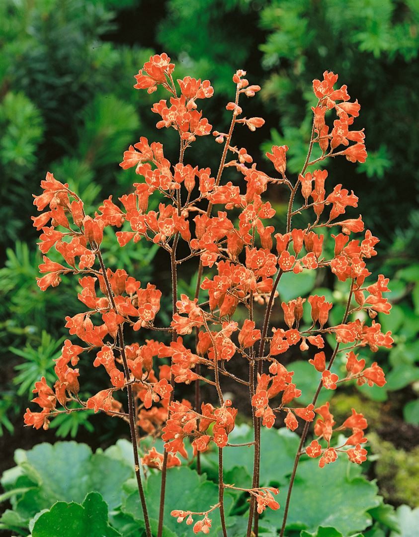 Pflanzen für Dich Staude Heuchera sang. Leuchtkäfer, 1 St., Purpurglöckchen, Rotes Purpurglöckchen