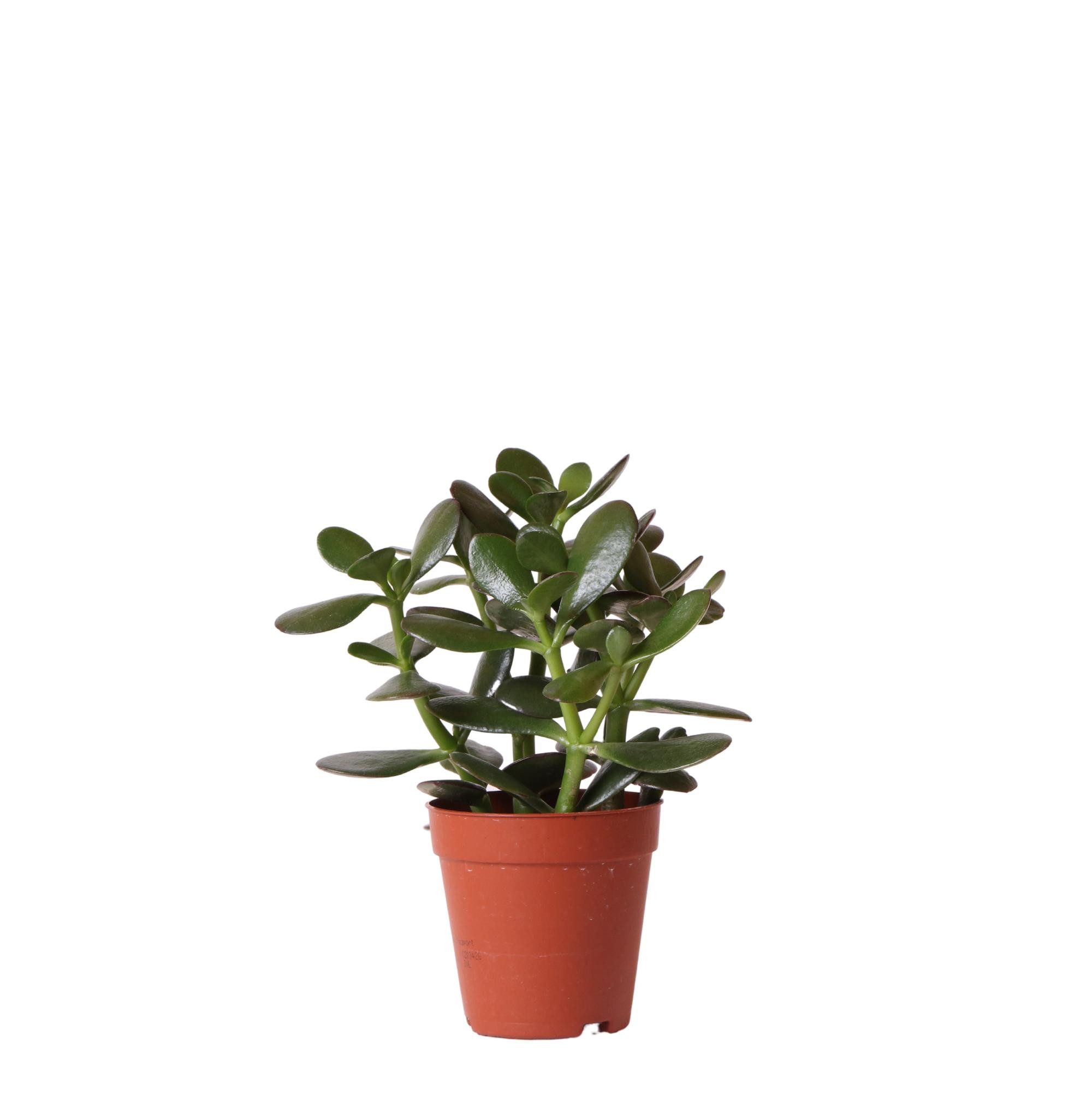 Exotenherz Kaktus Sukkulente Crassula Ovata Topfgröße 9cm grüne Zimmerpflanze