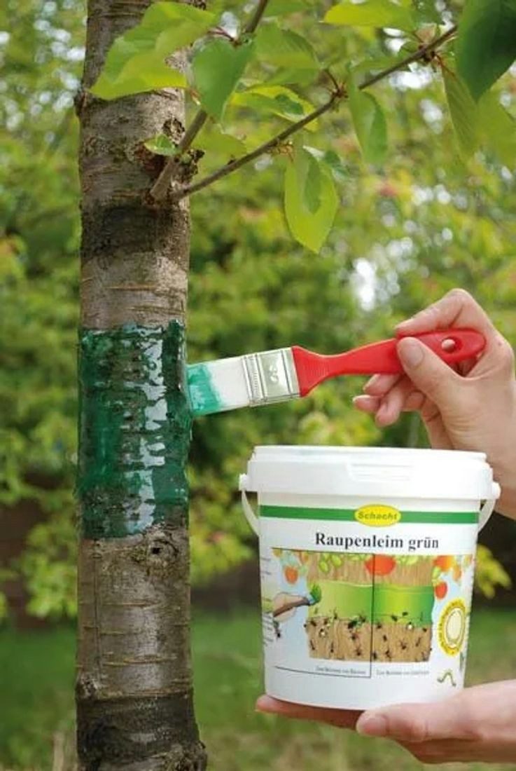 Westfalia Werkzeug Insektenfalle Raupenleim, grün, 250 g Dose - zum Schutz Ihrer Bäume