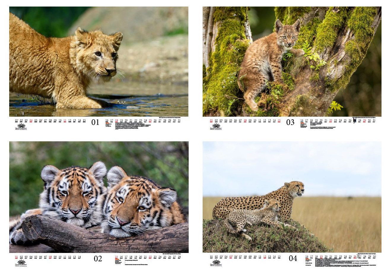 Seelenzauber Wandkalender Tierkinder Raubkatzen DIN A3 Kalender für 2026 verschiedene Raubkatzen