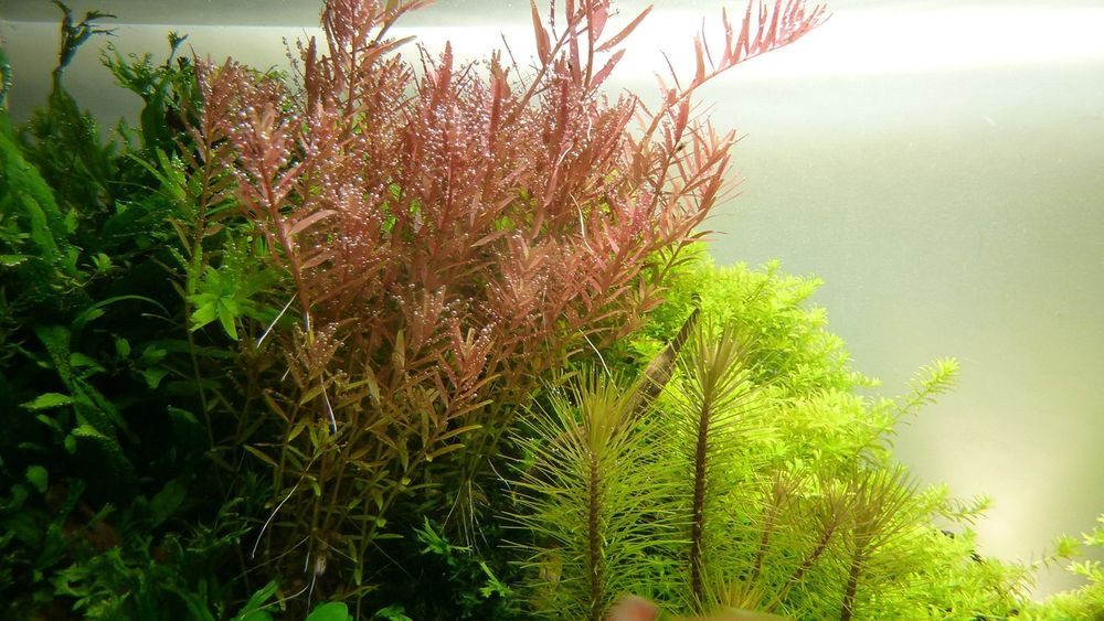 Aquaone Wasserpflanze Aquarium Pflanze Rotala rotundifolia Nr.033 günstig online kaufen