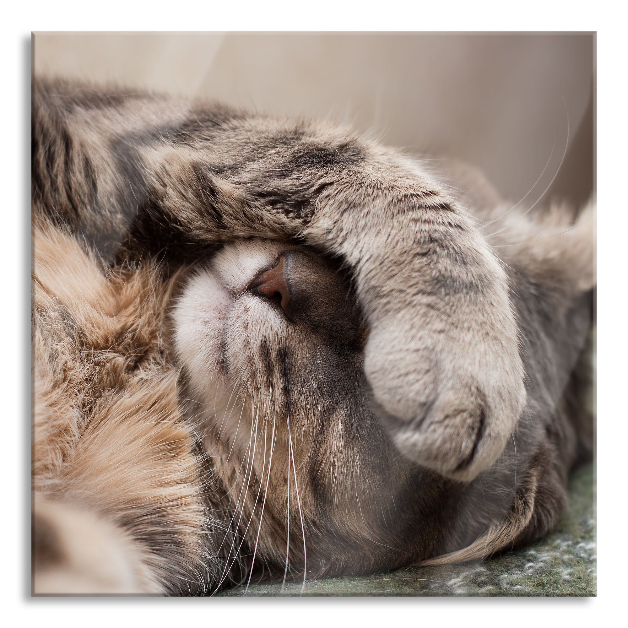 Pixxprint Glasbild Schüchterne niedliche Katze, Schüchterne niedliche Katze (1 St), Glasbild aus Echtglas, inkl. Aufhängungen und Abstandshalter | Bilder