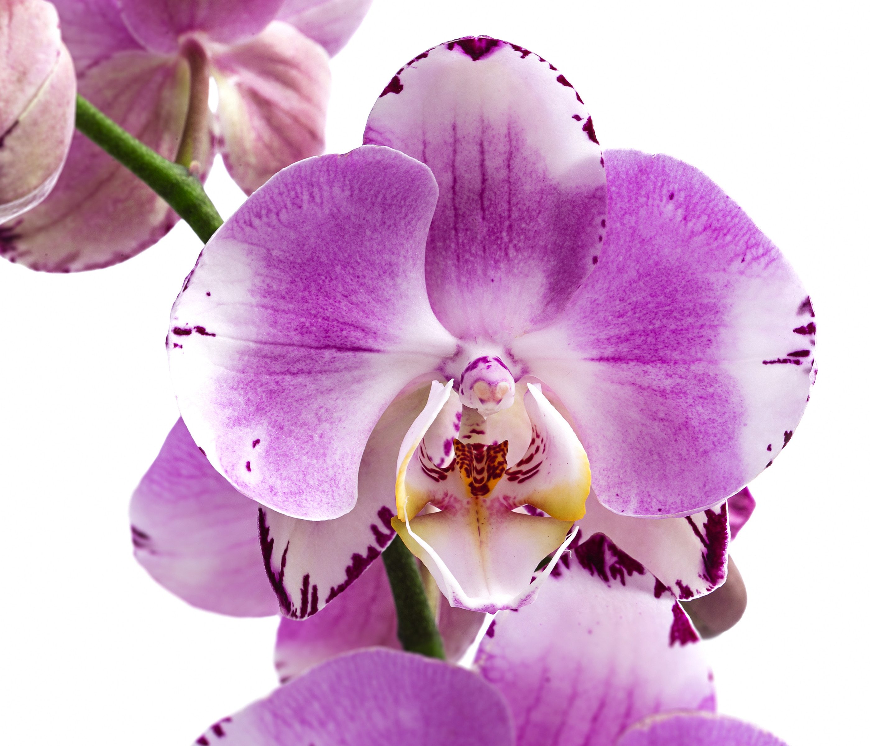 Dehner Zimmerpflanze Schmetterlingsorchidee Art Nouveau, 40-50 cm inkl. Topf, Ø Topf 12 cm, Phalaenopsis cultivars, pflegeleichte, zweitriebige Orchidee – Bild 2 von 2