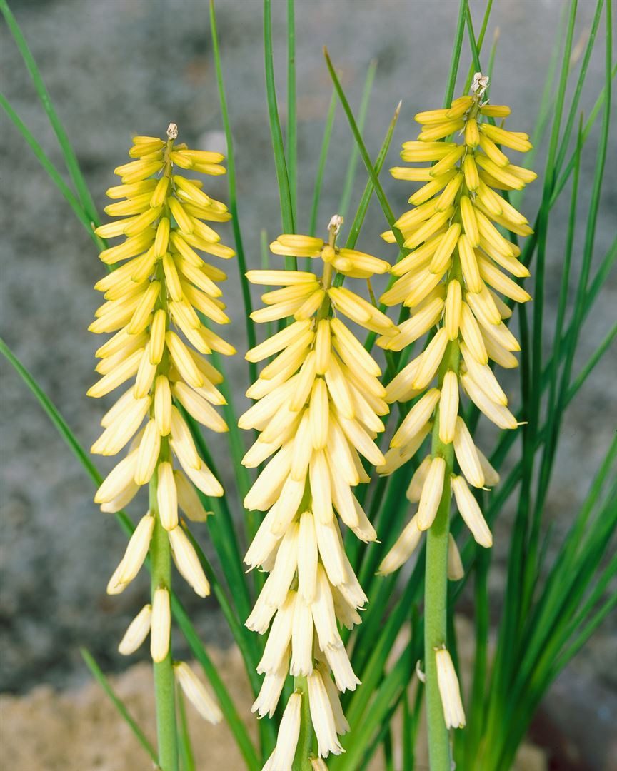 Pflanzen für Dich Staude Kniphofia uvaria Little Maid, 1 St., Fackellilie, Raketenblume