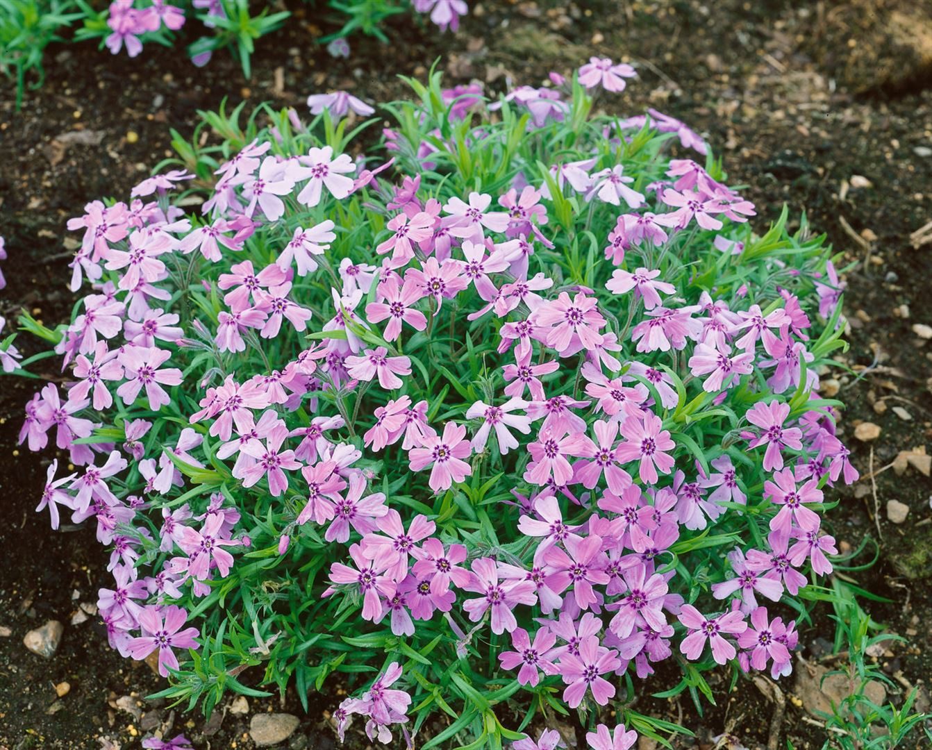 Pflanzen für Dich Bodendecker Phlox subulata Benita, 1 St., Polsterphlox, Teppichphlox, Moosphlox, teppichartig, rosa-blühend
