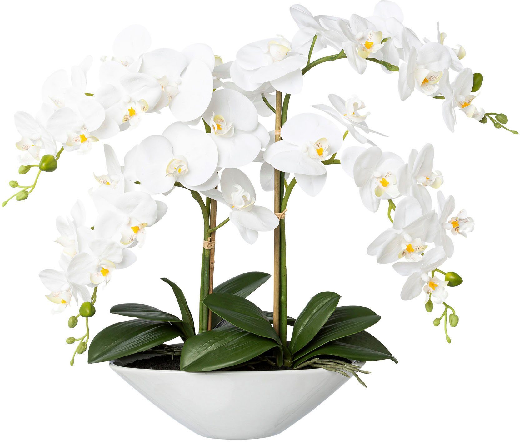 Kunstorchidee Deko-Orchidee Phalaenopsis in Phalenopsis, Creativ cm Keramikschale 53 Höhe Orchidee weiß green
