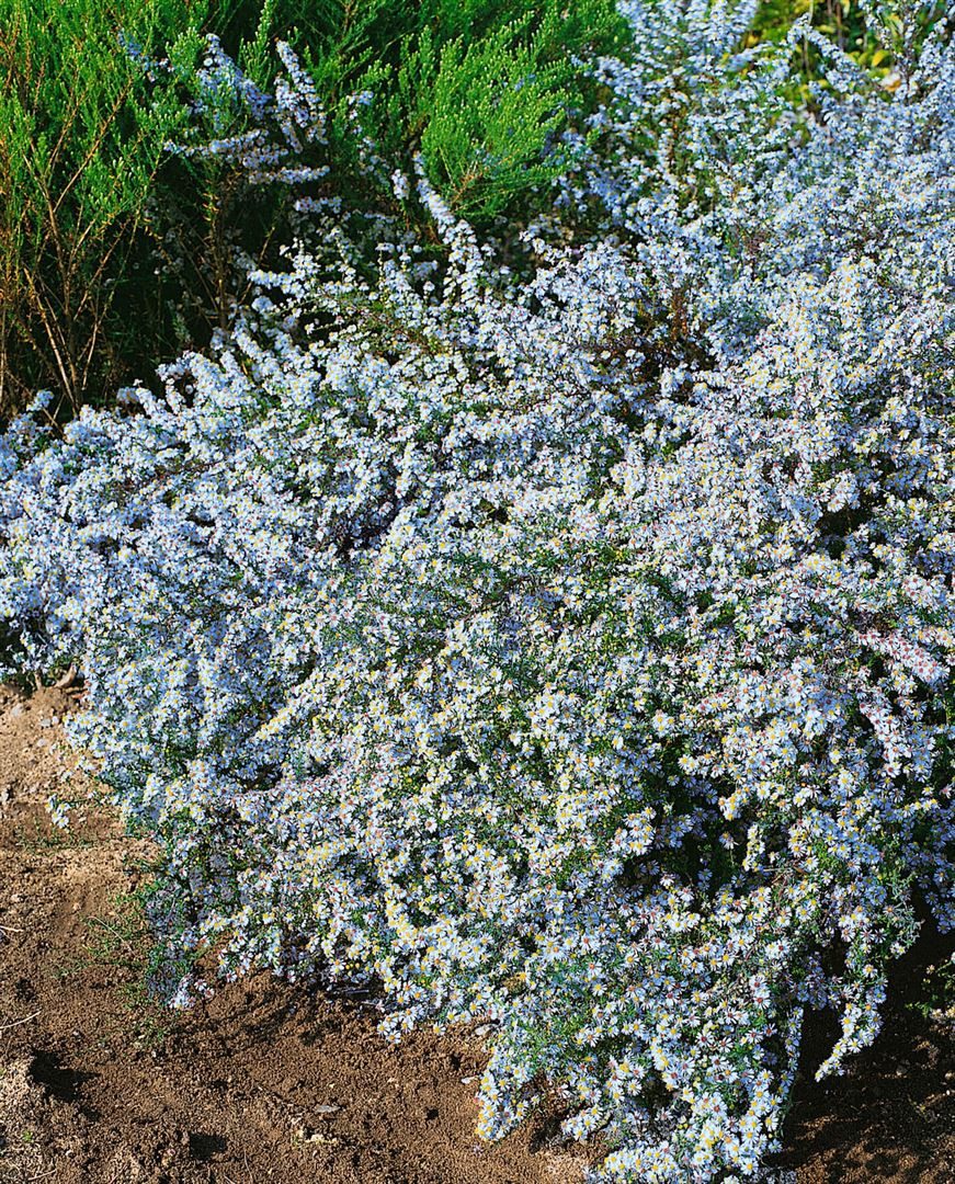 Pflanzen für Dich Staude Aster ericoides 'Erlkönig', 1 St., Heideaster, Myrtenaster