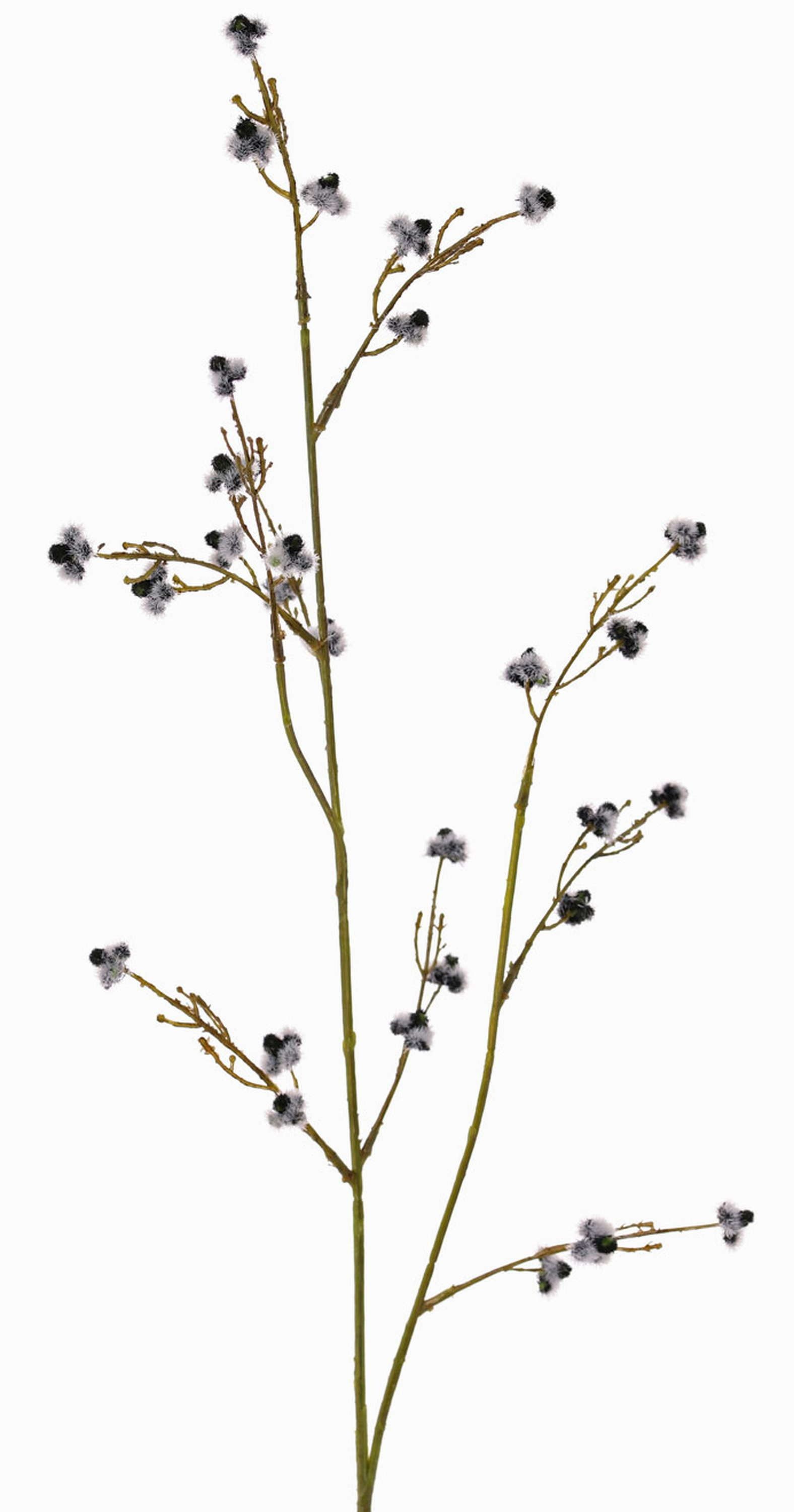 Kunstzweig Künstliche Stirlingia latifolia COLLAN, schwarz-weiß, 85cm Stirlingia, artplants, Höhe 75.0 cm