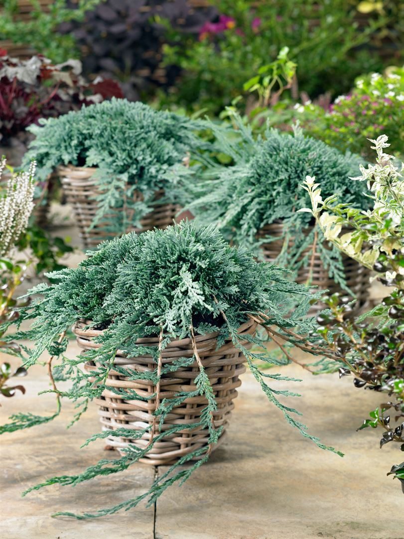 Pflanzen für Dich Konifere Juniperus horizontalis Icee Blue, 1 St., Kriech-Wacholder, Teppich-Wacholder, blaugrau, bodendecker