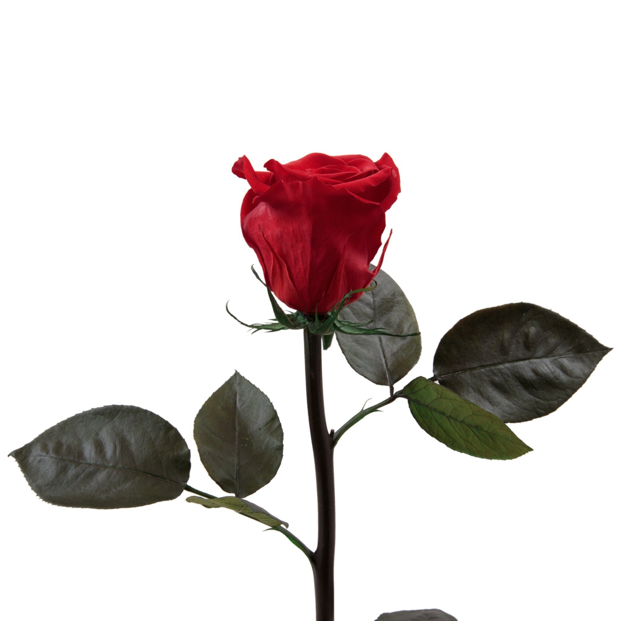 Kunstblume Ewige Rose konserviert mit Stiel günstig online kaufen