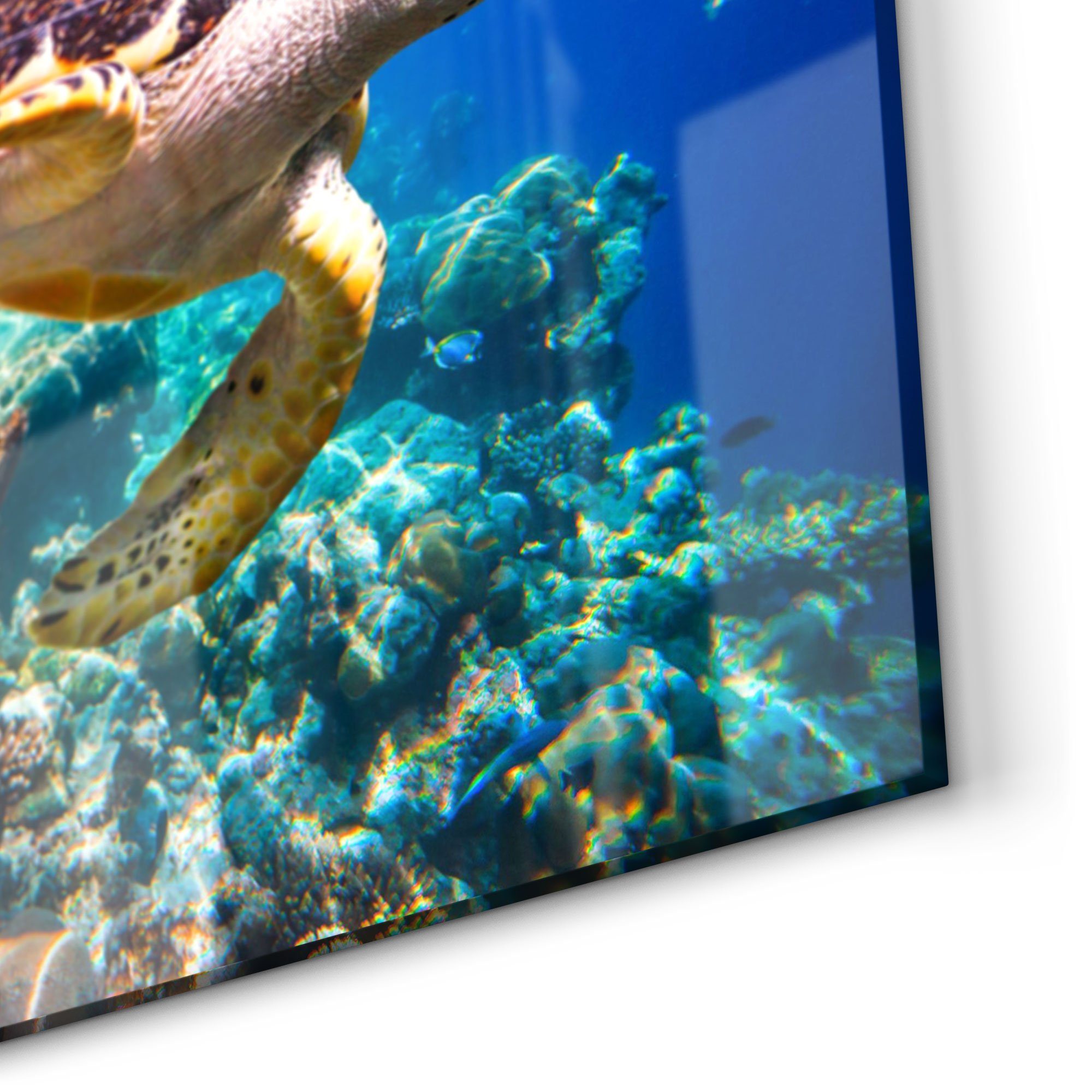 Glas nah', Herdblende DEQORI Spritzschutz 'Meeresschildkröte Küchenrückwand Badrückwand