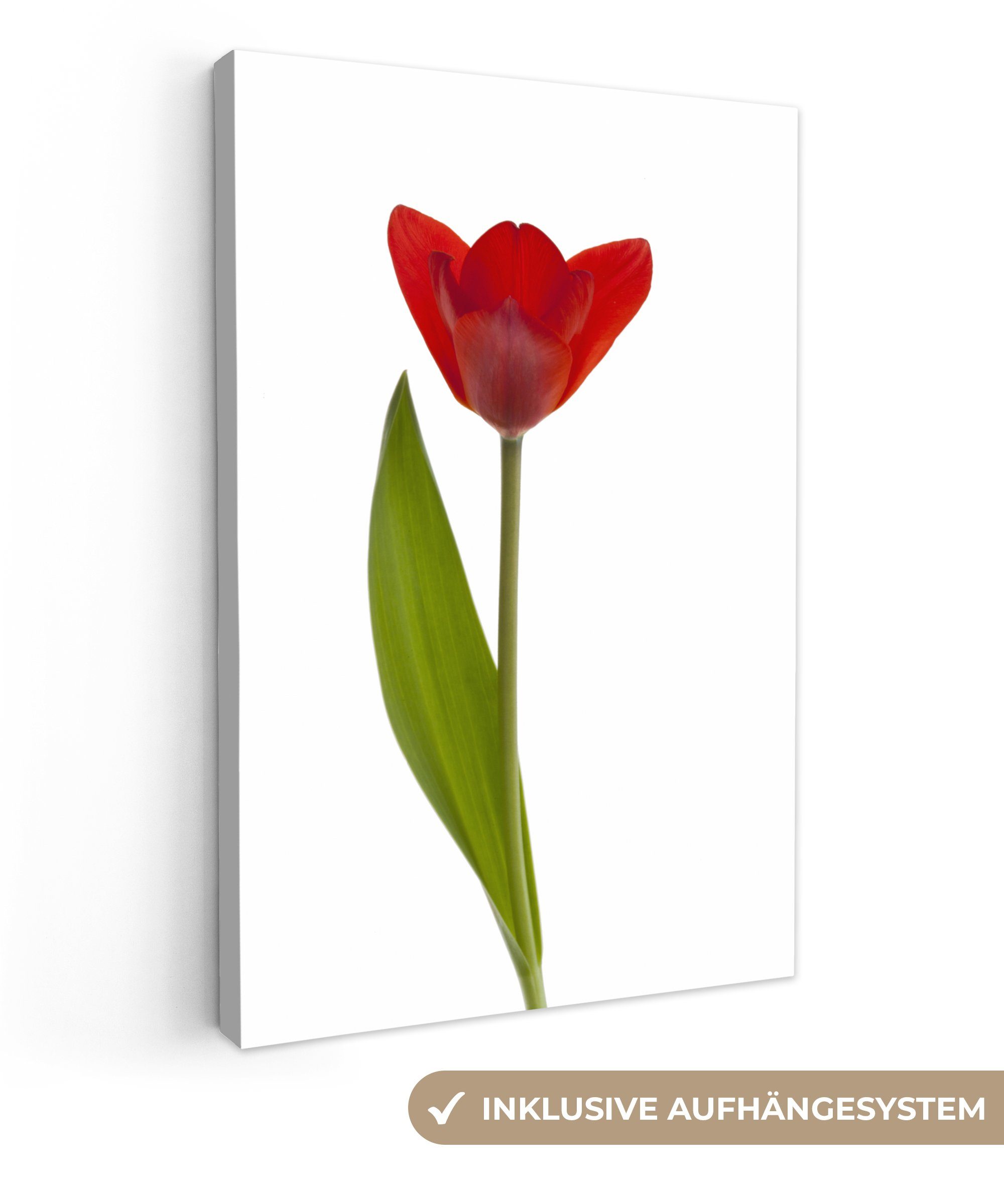 OneMillionCanvasses® Leinwandbild Rote Tulpe vor weißem Hintergrund, (1 St), Leinwandbild fertig bespannt inkl. Zackenaufhänger, Gemälde, 20x30 cm