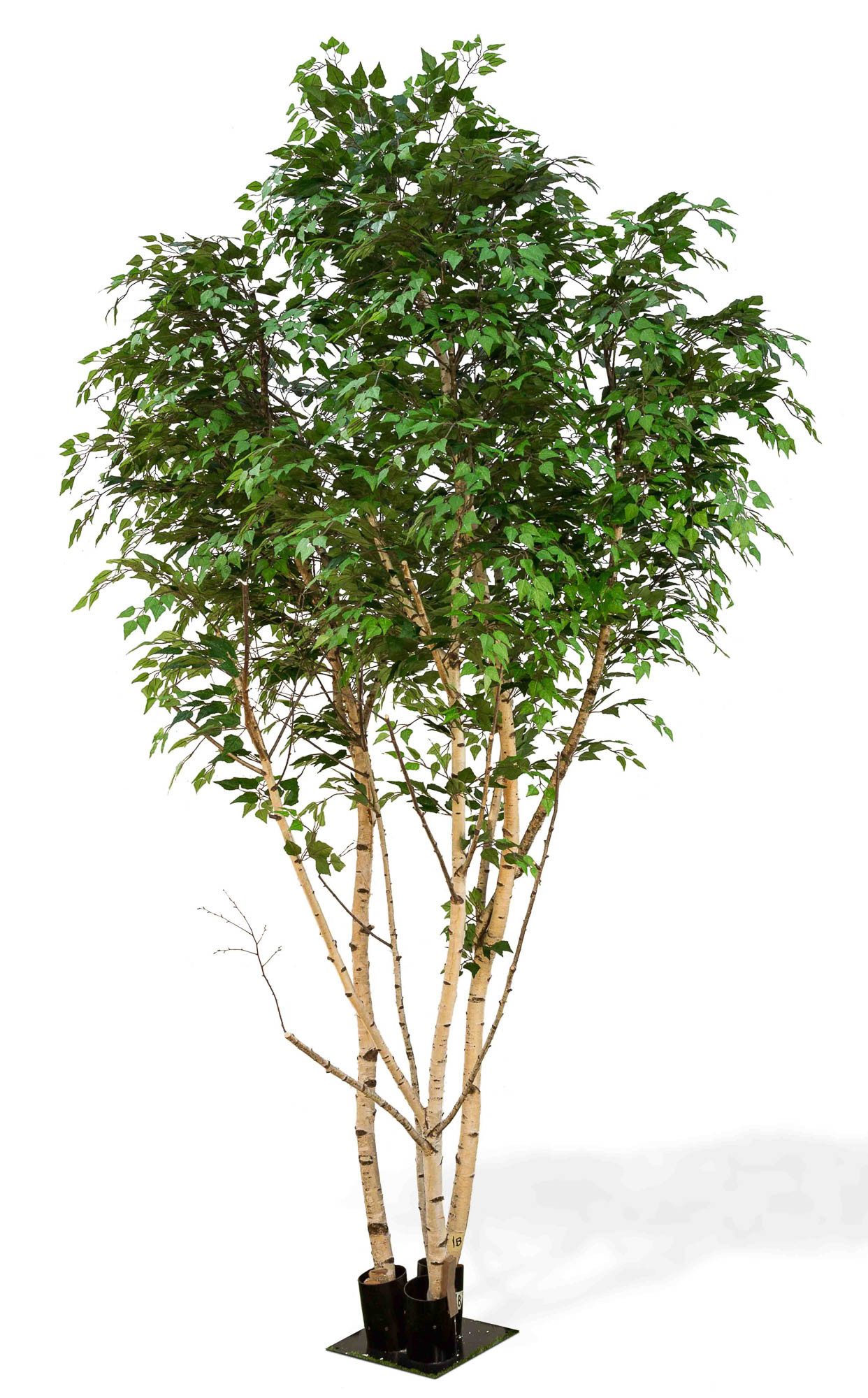 Kunstbaum Künstliche Weißbirke ILSEDORE, Naturstämme, grün, 400cm Birke (Weißbirke), artplants, Höhe 400.0 cm