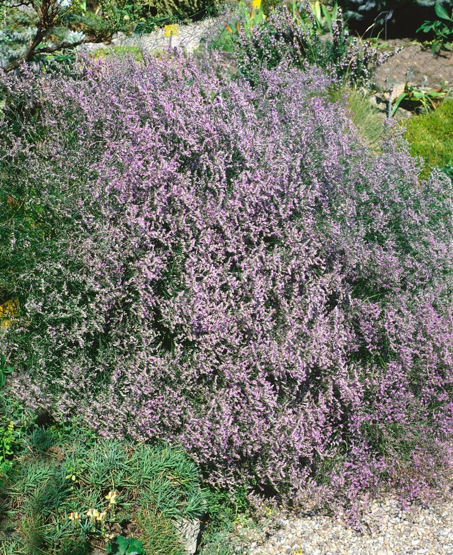Pflanzen für Dich Staude Limonium latifolium, 1 St., Breitblättriges Strandflieder, Meerlavendel – Bild 2 von 5