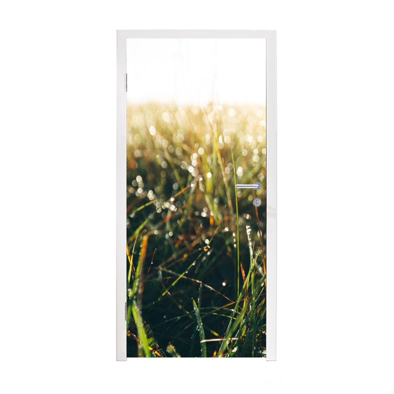 Pampasgras, - Fototapete für bedruckt, 75x205 (1 Rasenfläche cm St), MuchoWow Türaufkleber, Tür, Matt, Türtapete