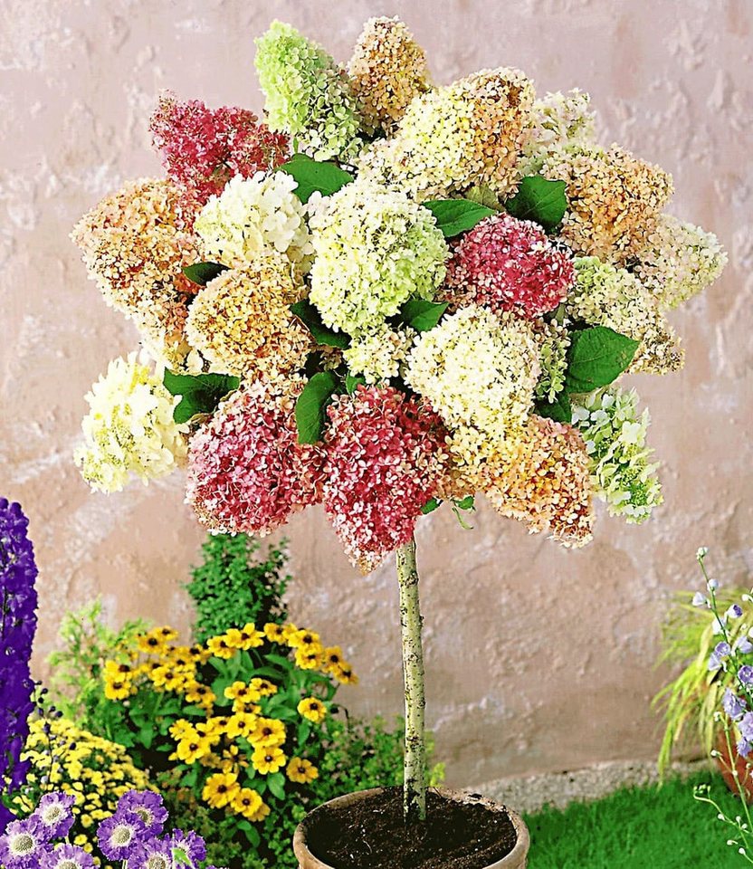 BALDUR Garten Zierstrauch Hortensien-Stämmchen 'Grandiflora', 1 St., Mehrfarbig,winterhart, mehrjährig,duftend