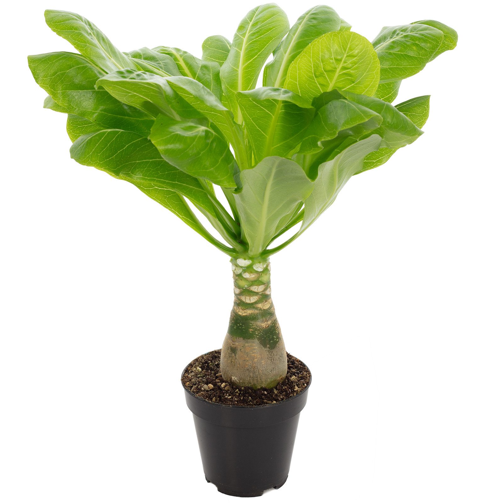 Flowerbox Zimmerpflanze Hawaiipalme - Brighamia, - Höhe ca. 40 cm, Topf-Ø 1 günstig online kaufen