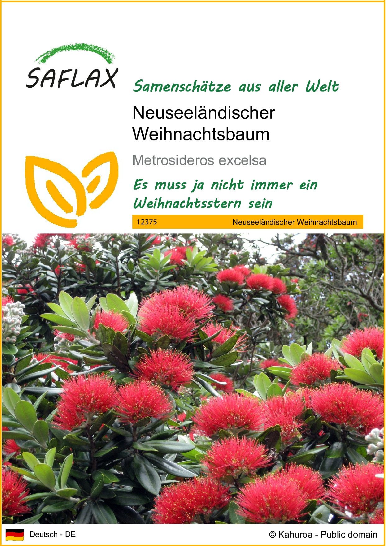 Blumensamen SAFLAX - Samen - Neuseeländischer Weihnachtsbaum