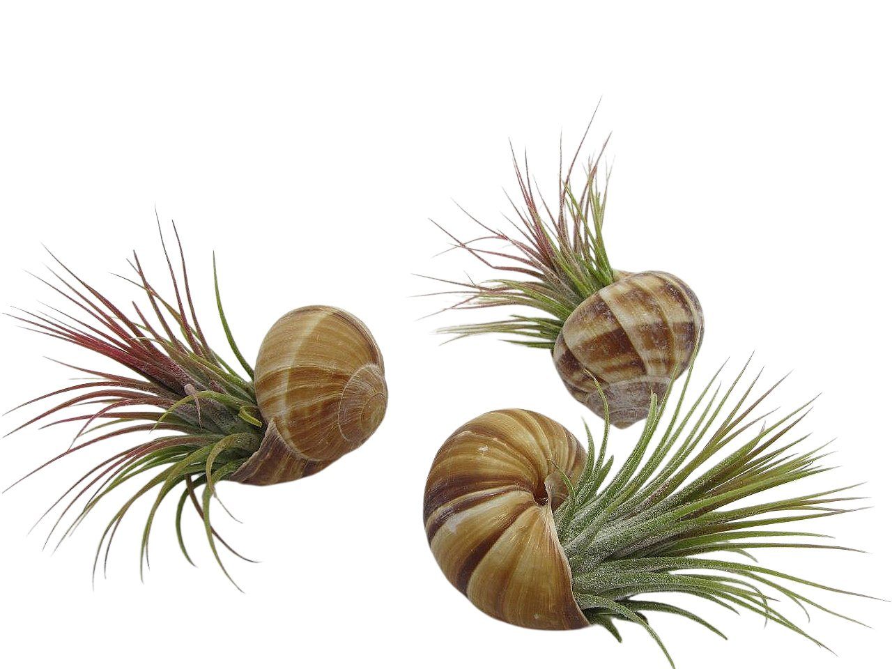 meinvipshop Hängedekoration Schnecke Helix pomatia im 3er Set mit echter Tillandsie Luftpflanze (Set, 3er Set)