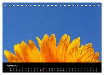 CALVENDO Wandkalender Sonnenblumen (Tischkalender 2024 DIN A5 quer), CALVENDO Monatskalender
