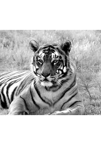 Papermoon Fototapetas »Tiger Portrait juoda spal...