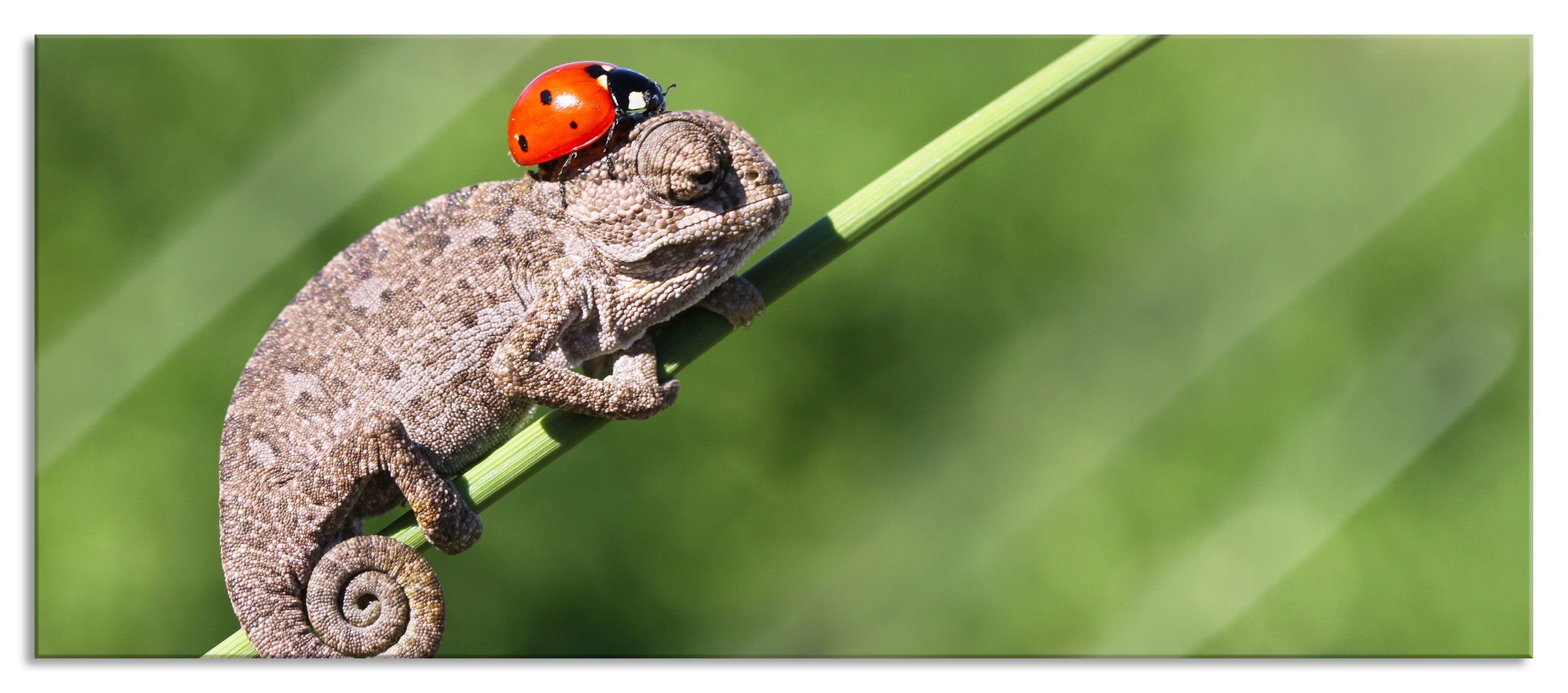 Pixxprint Glasbild Süßer Gecko mit einem Marienkäfer, Süßer Gecko mit einem Marienkäfer (1 St), Glasbild aus Echtglas, inkl. Aufhängungen und Abstandshalter | Bilder