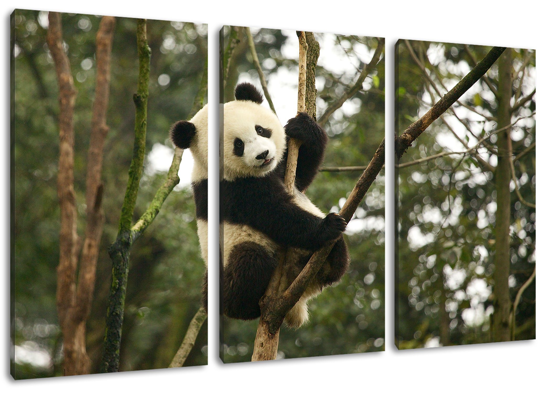 auf Leinwandbild St), bespannt, Zackenaufhänger (120x80cm) Leinwandbild Baum 3Teiler niedlicher niedlicher Pixxprint inkl. Pandabär Baum, (1 fertig auf Pandabär