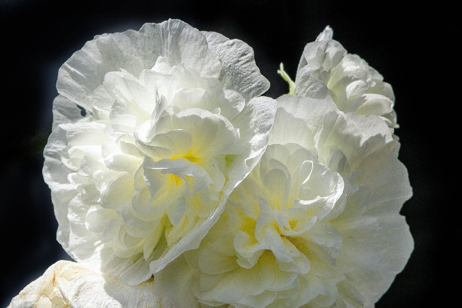 SAFLAX Blumensamen SAFLAX - Samen - Stockrosen - Mix – Bild 5 von 5