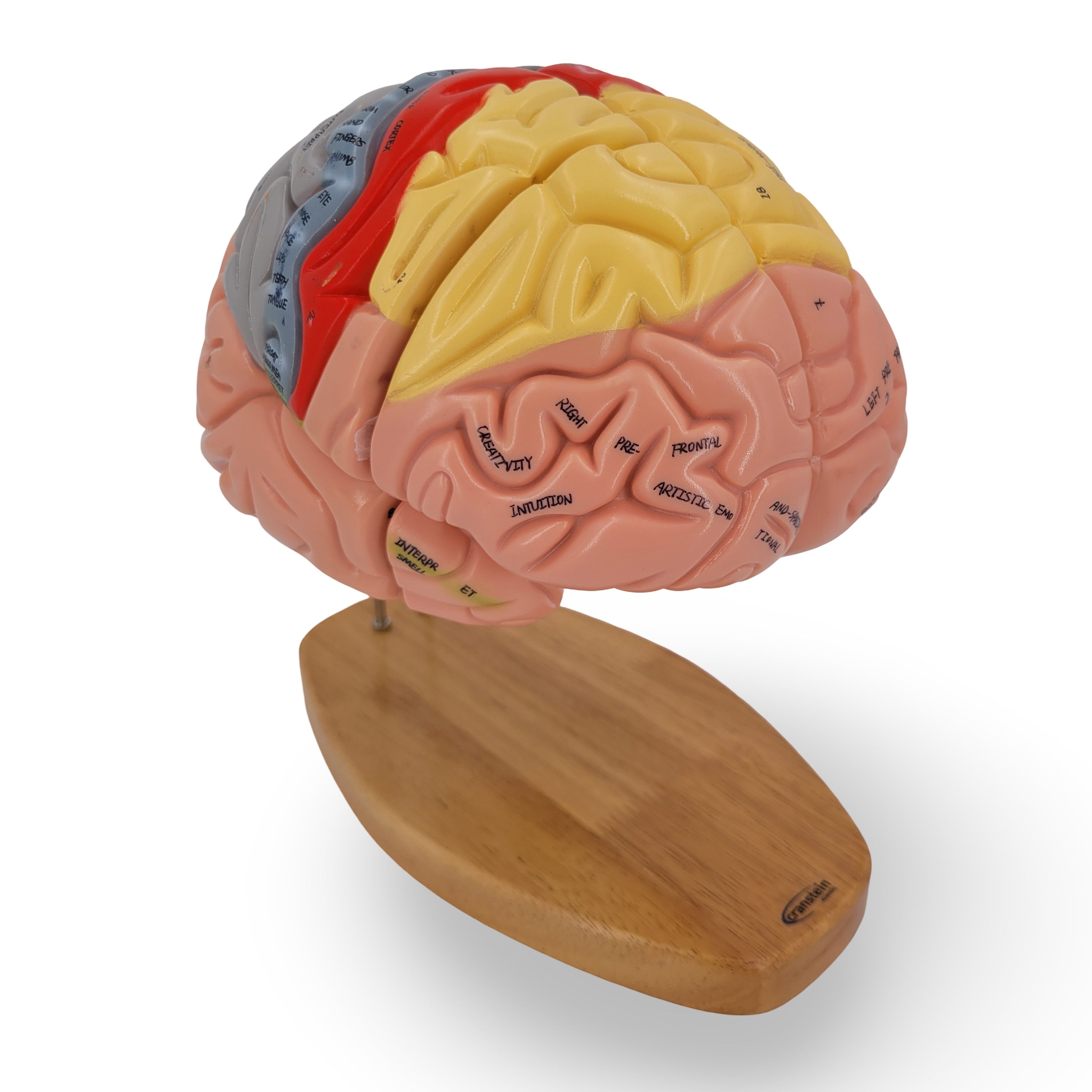 Cranstein Scientific Dekoobjekt Premium Gehirn Anatomie Modell 4-teilig 1,5x vergrößert nummeriert