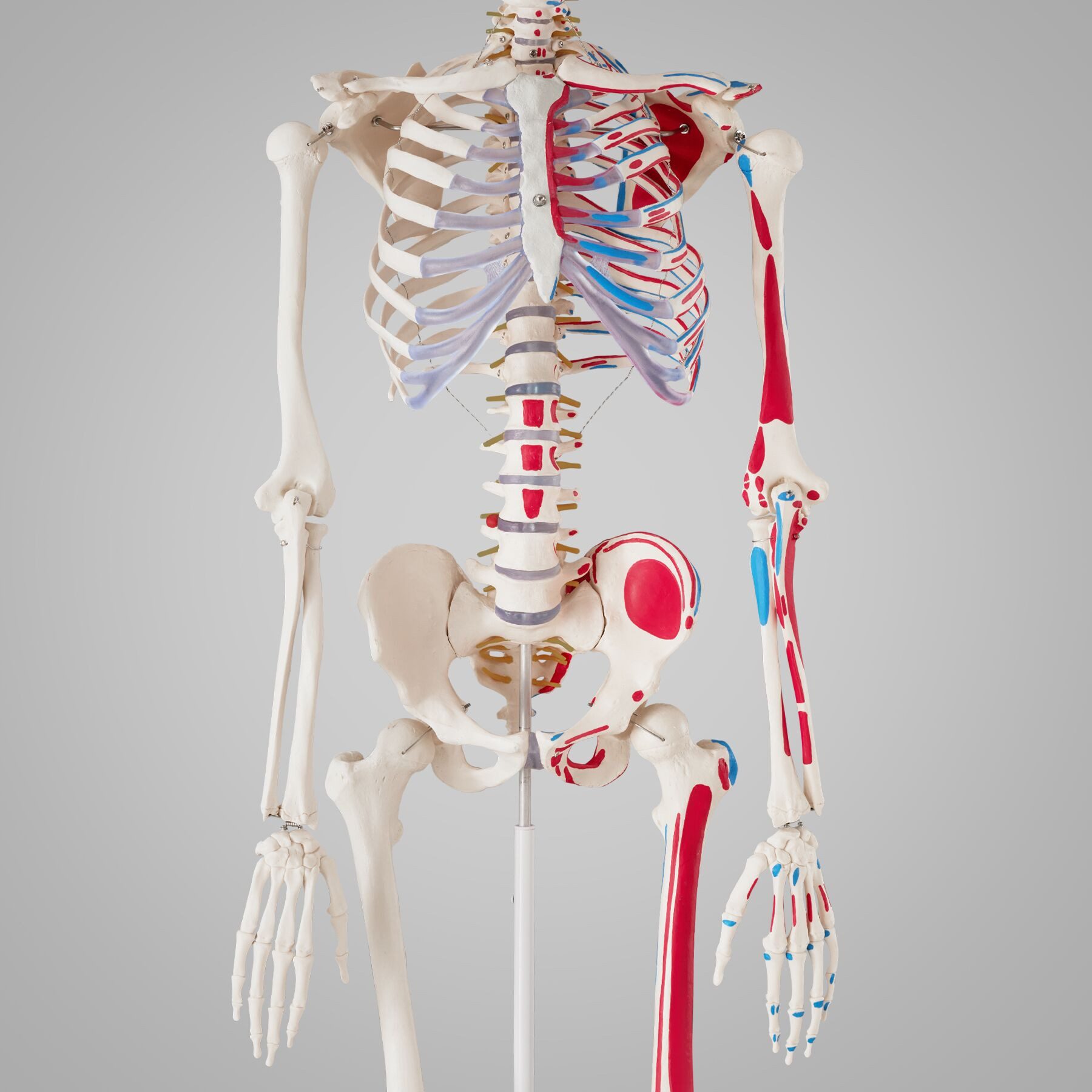 tectake Dekoobjekt Ozzy Anatomie-Skelettmodell - lebensgroß mit Muskelmarkierung (Einzelartikel, 1 St), Inklusive zweisprachigem Anatomieposter und Staubschutzabdeckung