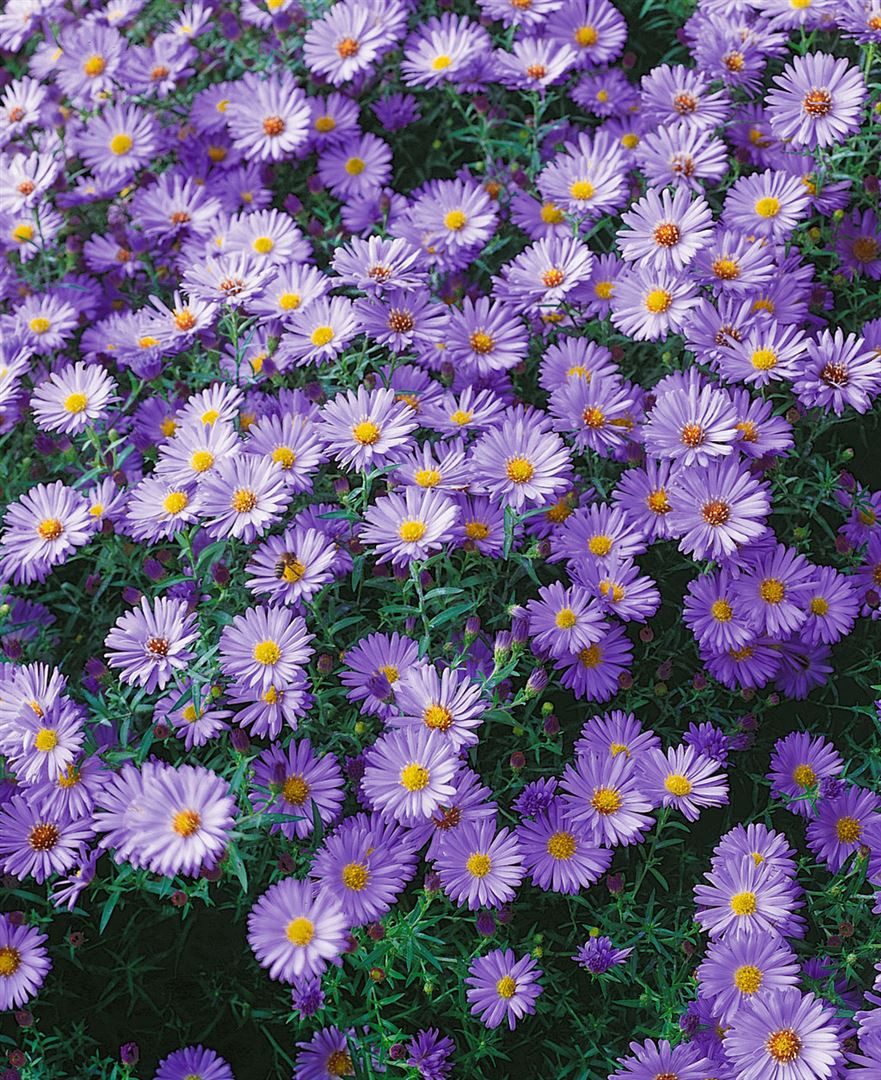 Pflanzen für Dich Staude Aster dumosus Blauer Gletscher, 1 St., Kissen-Aster, Herbstaster