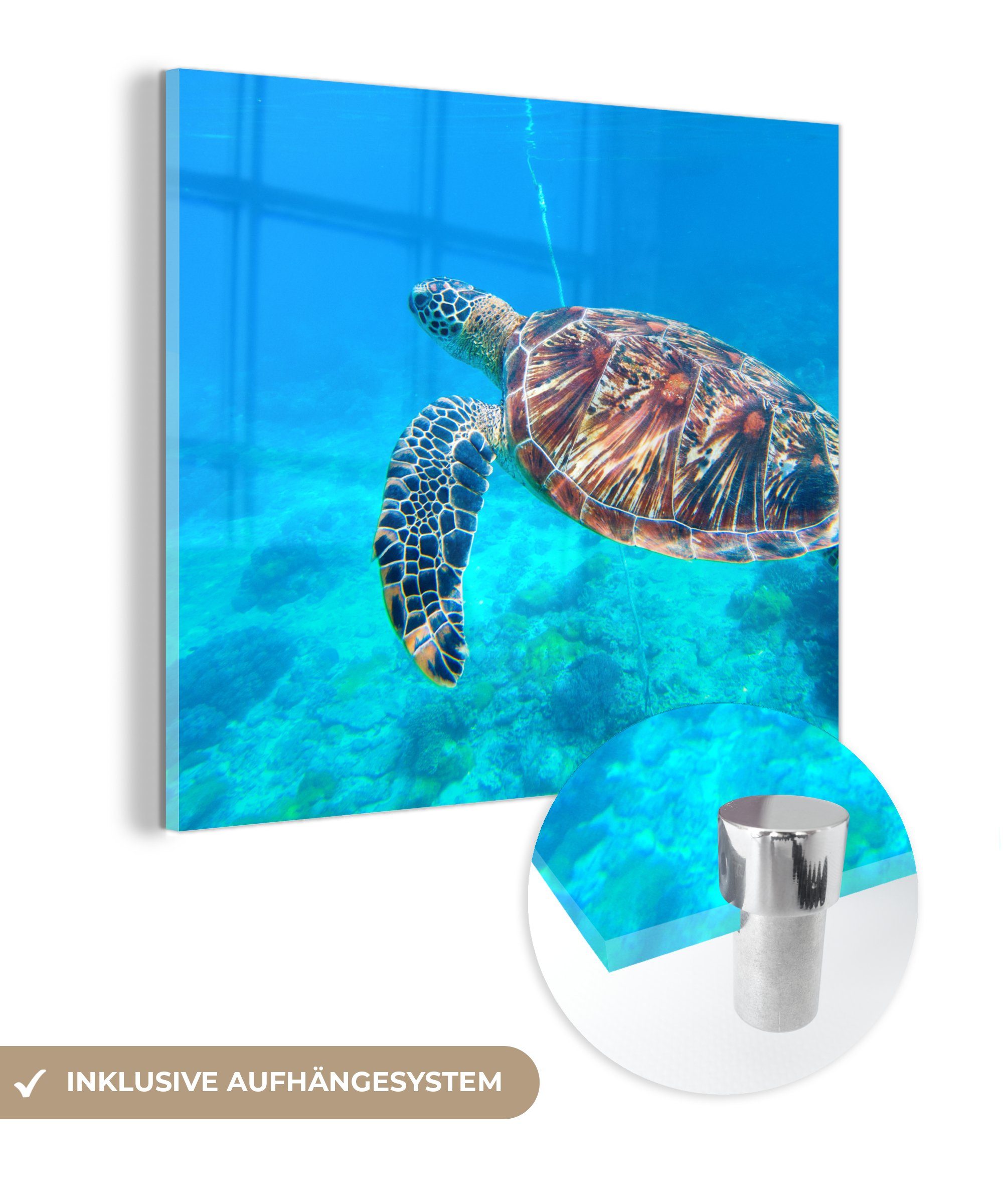 MuchoWow Acrylglasbild Schildkröte - Meer - Blau, (1 St), Glasbilder - Bilder auf Glas Wandbild - Foto auf Glas - Wanddekoration