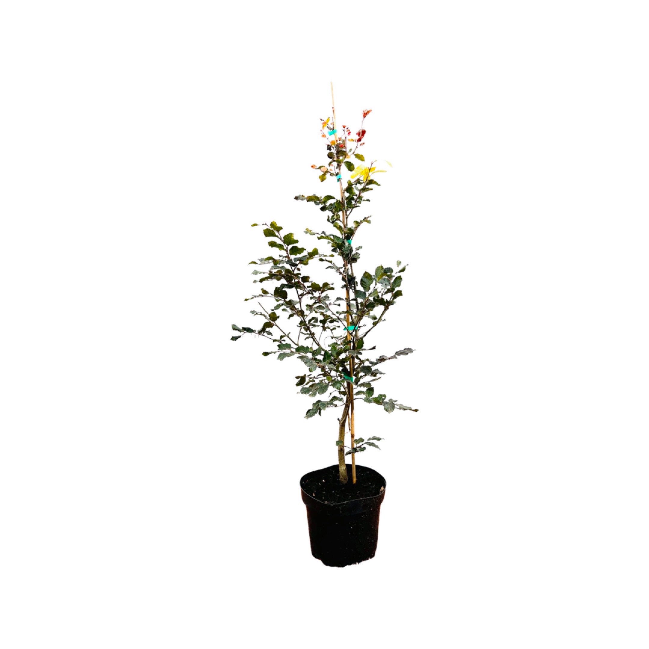 Pflanzen für Dich Baum Fagus sylvatica 'Purpurea', 1 St., Blutbuche, Rotbuche, dunkelrot, schattenverträglich