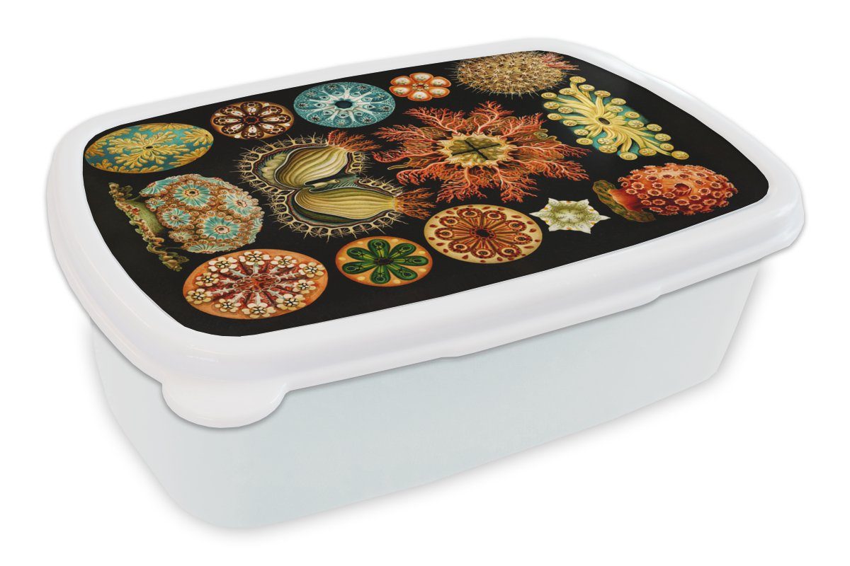 MuchoWow Lunchbox Vintage - Ernst Haeckel - Meerestier - Natur - Meer - Kunst, Kunststoff, (2-tlg), Brotbox für Kinder und Erwachsene, Brotdose, für Jungs und Mädchen weiß