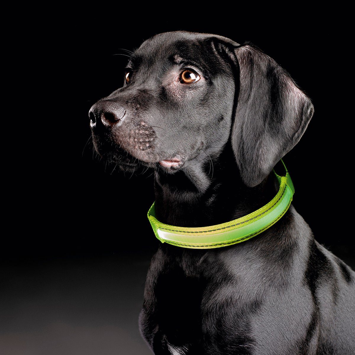 MeLiTec Hundehalsbandleuchte B25, Blinklicht