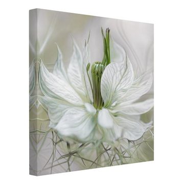 Bilderdepot24 Leinwandbild Blumen Modern floral Natur Weiße Nigella weiss Bild auf Leinwand XXL, Bild auf Leinwand; Leinwanddruck in vielen Größen