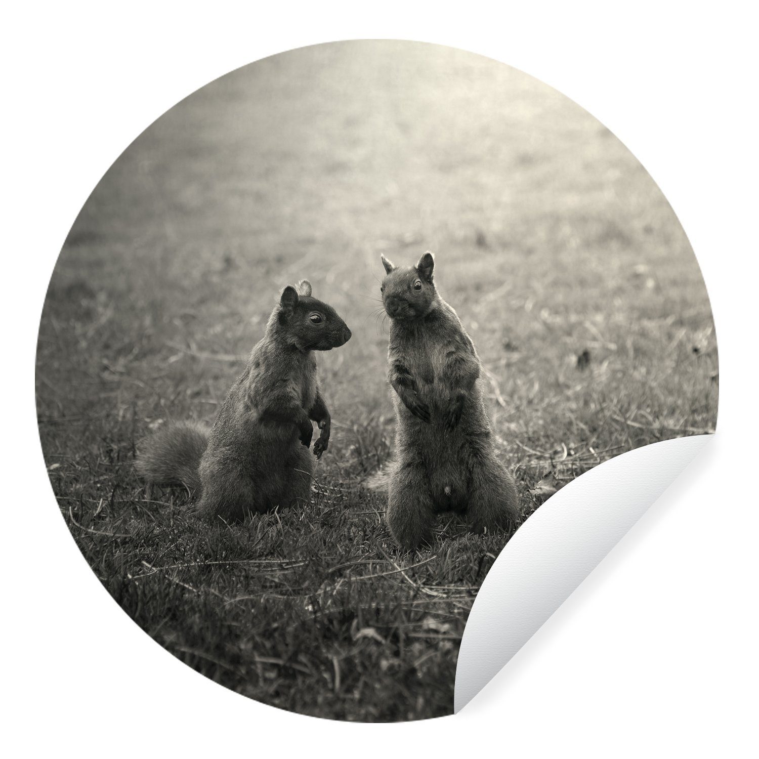 MuchoWow Wandsticker Zwei Eichhörnchen im Gras (1 St), Tapetenkreis für Kinderzimmer, Tapetenaufkleber, Rund, Wohnzimmer