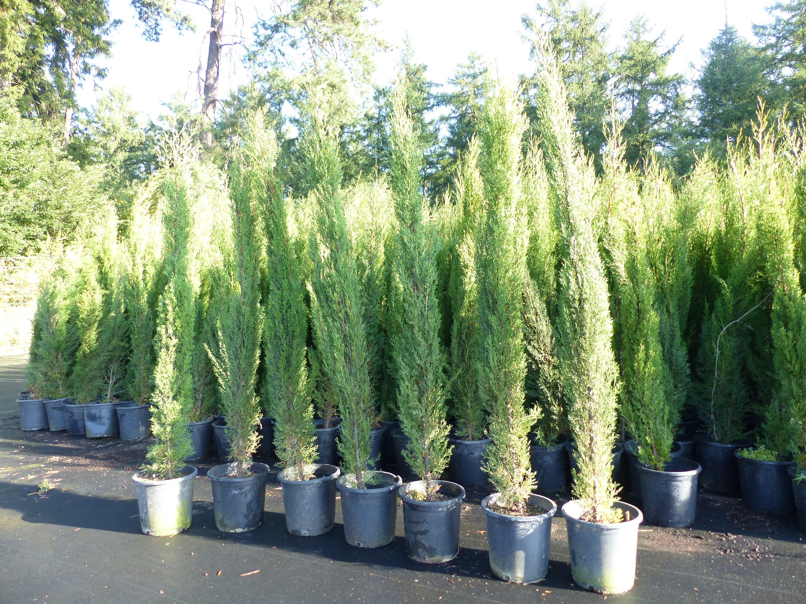 gruenwaren jakubik Baum