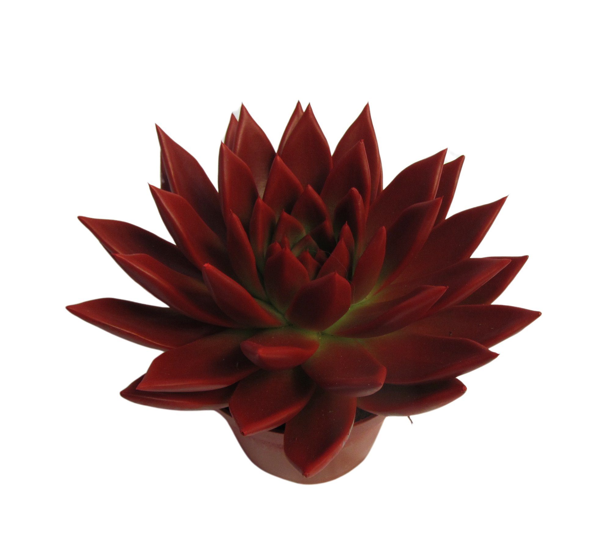 Künstliche Zimmerpflanze Zimmerpflanze Echeveria Miranda XL, rot meinvipshop