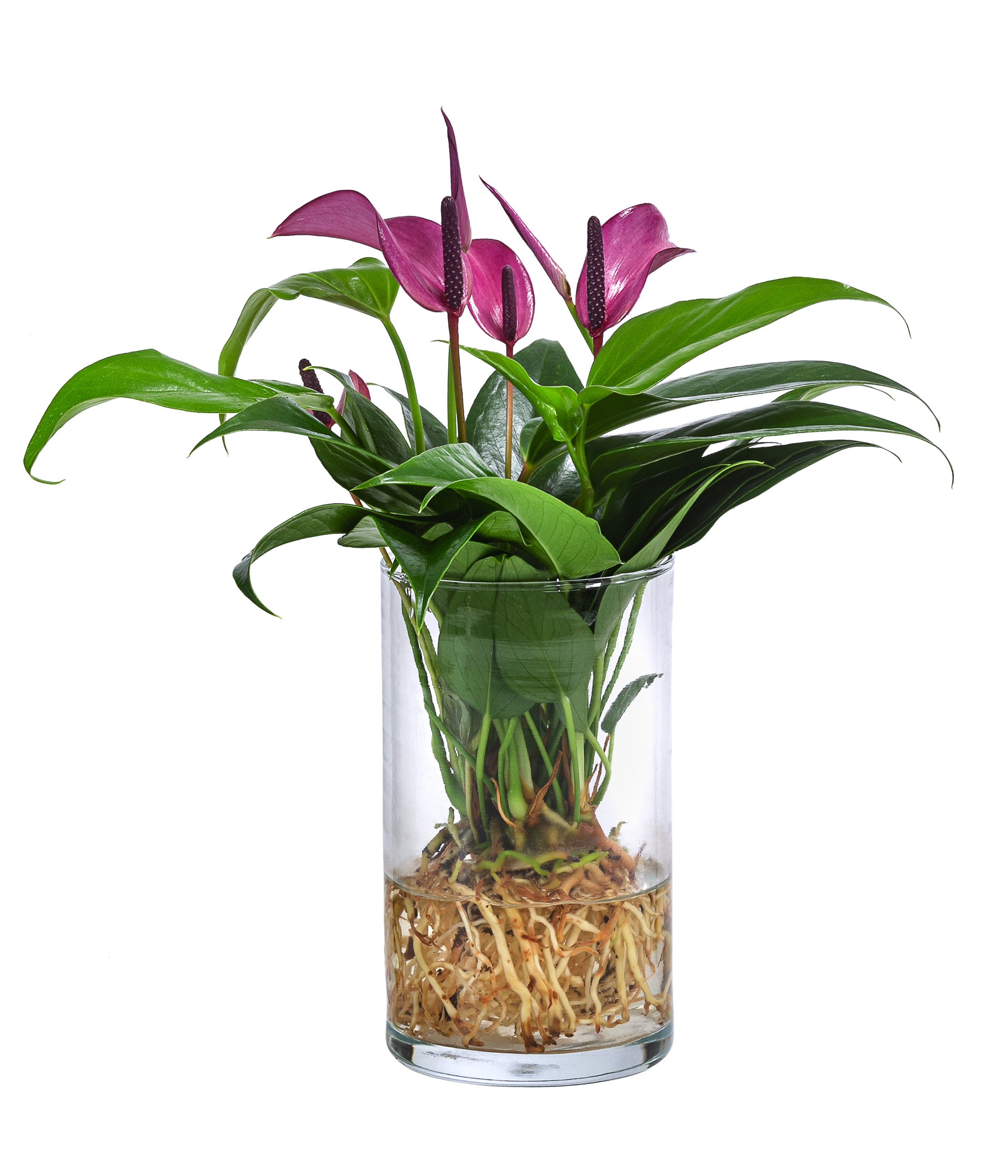 Dehner Zimmerpflanze Waterplant Flamingoblume, Anthurium Zizou, versch. Größen und Farben, pflegeleichte Wasserpflanze im Glas