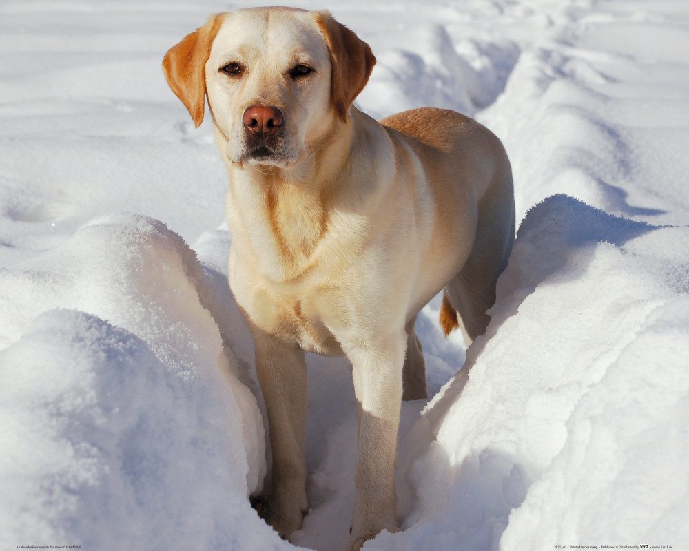 Cane nero nella neve fotografia stock. Immagine di avendo - 179116160